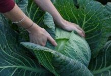 Uobičajeni problemi sa štetočinama pri uzgoju kupusa