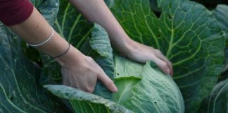 Uobičajeni problemi sa štetočinama pri uzgoju kupusa