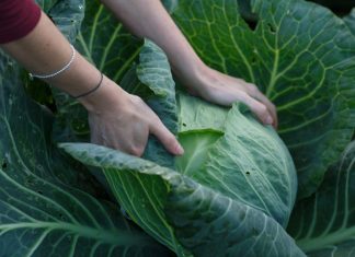 Uobičajeni problemi sa štetočinama pri uzgoju kupusa