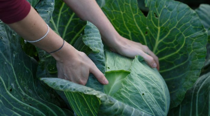 Uobičajeni problemi sa štetočinama pri uzgoju kupusa