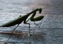 Kada BOGOMOLJKA uđe u vašu kuću, to znači SAMO JEDNO: Njeno prisustvo nosi važnu poruku, evo i koju Kada BOGOMOLJKA uđe u vašu kuću, to znači SAMO JEDNO: Njeno prisustvo nosi važnu poruku, evo i koju - featured image