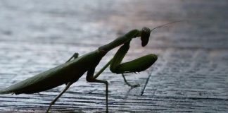 Kada BOGOMOLJKA uđe u vašu kuću, to znači SAMO JEDNO: Njeno prisustvo nosi važnu poruku, evo i koju Kada BOGOMOLJKA uđe u vašu kuću, to znači SAMO JEDNO: Njeno prisustvo nosi važnu poruku, evo i koju - featured image