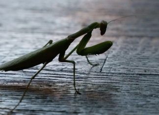 Kada BOGOMOLJKA uđe u vašu kuću, to znači SAMO JEDNO: Njeno prisustvo nosi važnu poruku, evo i koju Kada BOGOMOLJKA uđe u vašu kuću, to znači SAMO JEDNO: Njeno prisustvo nosi važnu poruku, evo i koju - featured image