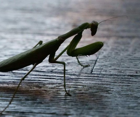 Kada BOGOMOLJKA uđe u vašu kuću, to znači SAMO JEDNO: Njeno prisustvo nosi važnu poruku, evo i koju Kada BOGOMOLJKA uđe u vašu kuću, to znači SAMO JEDNO: Njeno prisustvo nosi važnu poruku, evo i koju - featured image
