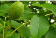 SMATRA SE INFUZIJOM ZA ČITAVO TELO Jača želudac, poboljšava probavu i krvnu sliku, protiv čireva i kostobolje SMATRA SE INFUZIJOM ZA ČITAVO TELO Jača želudac, poboljšava probavu i krvnu sliku, protiv čireva i kostobolje - featured image