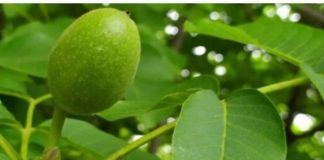 SMATRA SE INFUZIJOM ZA ČITAVO TELO Jača želudac, poboljšava probavu i krvnu sliku, protiv čireva i kostobolje SMATRA SE INFUZIJOM ZA ČITAVO TELO Jača želudac, poboljšava probavu i krvnu sliku, protiv čireva i kostobolje - featured image