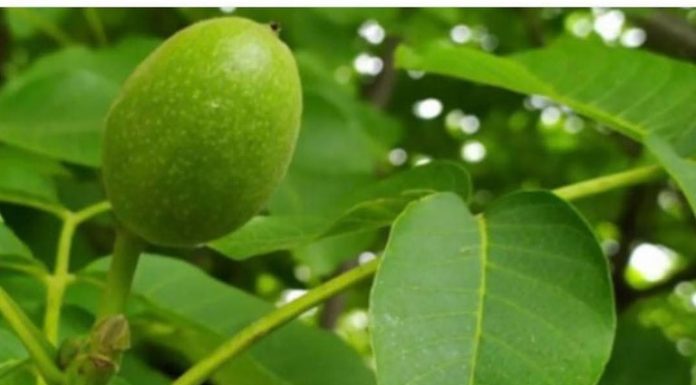 SMATRA SE INFUZIJOM ZA ČITAVO TELO Jača želudac, poboljšava probavu i krvnu sliku, protiv čireva i kostobolje SMATRA SE INFUZIJOM ZA ČITAVO TELO Jača želudac, poboljšava probavu i krvnu sliku, protiv čireva i kostobolje - featured image