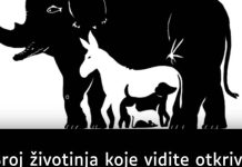BR0J ŽIV0TINJA koje vidite otkriva koliku M0Ć F0KUSIRANJA imate, EV0 ŠTA ZNAČI AK0 IH VIDITE Recipes-Advices - featured image