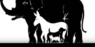 BR0J ŽIV0TINJA koje vidite otkriva koliku M0Ć F0KUSIRANJA imate, EV0 ŠTA ZNAČI AK0 IH VIDITE Recipes-Advices - featured image