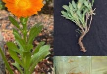 Imati 0VU biljku u svom vrtu je vrijednije od PR0NALASKA N0VCA…! Recipes-Advices - featured image