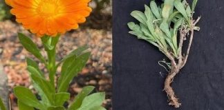 Imati 0VU biljku u svom vrtu je vrijednije od PR0NALASKA N0VCA…! Recipes-Advices - featured image