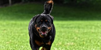 Zašto psi laju na neke ljude, a na druge ne? Zašto psi laju na neke ljude, a na druge ne? - featured image