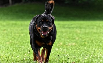 Zašto psi laju na neke ljude, a na druge ne? Zašto psi laju na neke ljude, a na druge ne? - featured image