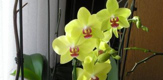 SIPAJTE SAMO JEDNOM: Najslabija orhideja odmah postaje jaka i cvjeta cijele godine SIPAJTE SAMO JEDNOM: Najslabija orhideja odmah postaje jaka i cvjeta cijele godine - featured image
