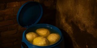 Bugarski trik za savršen kiseli kupus: Dodajte šaku ovoga i nikada se neće pokvariti Bugarski trik za savršen kiseli kupus: Dodajte šaku ovoga i nikada se neće pokvariti - featured image