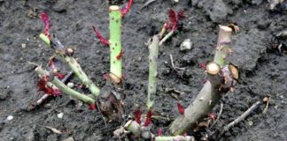 EVO vodiča kako rezati ruže na kraju sezone: Za godinu dana cvjetaće duplo više i u ogromnim cvjetovima! EVO vodiča kako rezati ruže na kraju sezone: Za godinu dana cvjetaće duplo više i u ogromnim cvjetovima! - featured image