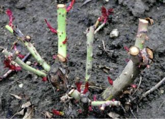 EVO vodiča kako rezati ruže na kraju sezone: Za godinu dana cvjetaće duplo više i u ogromnim cvjetovima! EVO vodiča kako rezati ruže na kraju sezone: Za godinu dana cvjetaće duplo više i u ogromnim cvjetovima! - featured image