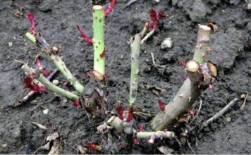 EVO vodiča kako rezati ruže na kraju sezone: Za godinu dana cvjetaće duplo više i u ogromnim cvjetovima! EVO vodiča kako rezati ruže na kraju sezone: Za godinu dana cvjetaće duplo više i u ogromnim cvjetovima! - featured image