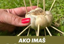 AKO IMAŠ ČAČKALICE ZABODI IH U BIJELI LUK I NEĆEŠ VJEROVATI ŠTA ĆE SE DESITI! AKO IMAŠ ČAČKALICE ZABODI IH U BIJELI LUK I NEĆEŠ VJEROVATI ŠTA ĆE SE DESITI! - featured image