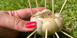 AKO IMAŠ ČAČKALICE ZABODI IH U BIJELI LUK I NEĆEŠ VJEROVATI ŠTA ĆE SE DESITI! AKO IMAŠ ČAČKALICE ZABODI IH U BIJELI LUK I NEĆEŠ VJEROVATI ŠTA ĆE SE DESITI! - featured image