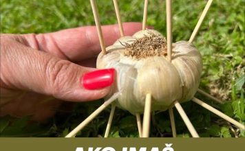 AKO IMAŠ ČAČKALICE ZABODI IH U BIJELI LUK I NEĆEŠ VJEROVATI ŠTA ĆE SE DESITI! AKO IMAŠ ČAČKALICE ZABODI IH U BIJELI LUK I NEĆEŠ VJEROVATI ŠTA ĆE SE DESITI! - featured image