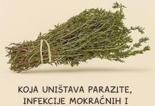 Najmoćniji prirodni lijek za parazite, urinarne infekcije, herpes i gripu: ulje origana Najmoćniji prirodni lijek za parazite, urinarne infekcije, herpes i gripu: ulje origana - featured image