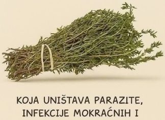 Najmoćniji prirodni lijek za parazite, urinarne infekcije, herpes i gripu: ulje origana Najmoćniji prirodni lijek za parazite, urinarne infekcije, herpes i gripu: ulje origana - featured image
