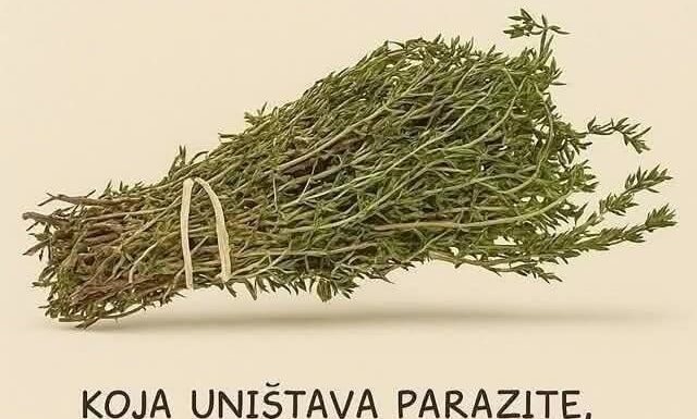 Najmoćniji prirodni lijek za parazite, urinarne infekcije, herpes i gripu: ulje origana Najmoćniji prirodni lijek za parazite, urinarne infekcije, herpes i gripu: ulje origana - featured image