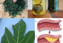 Lišće smokve – vaše skriveno blago za koje malo ljudi zna,a vaš imunitet i zdravlje će dignuti u nebsa Lišće smokve – vaše skriveno blago za koje malo ljudi zna,a vaš imunitet i zdravlje će dignuti u nebsa - featured image