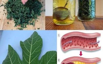 Lišće smokve – vaše skriveno blago za koje malo ljudi zna,a vaš imunitet i zdravlje će dignuti u nebsa Lišće smokve – vaše skriveno blago za koje malo ljudi zna,a vaš imunitet i zdravlje će dignuti u nebsa - featured image