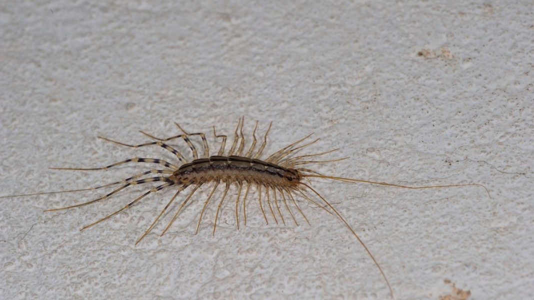 Kada vidite ovu stonogu na zidu NI SLUČAJNO je ne ubijajte: Evo i zašto! - featured image