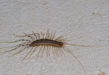 Kada vidite ovu stonogu na zidu NI SLUČAJNO je ne ubijajte: Evo i zašto! Kada vidite ovu stonogu na zidu NI SLUČAJNO je ne ubijajte: Evo i zašto! - featured image