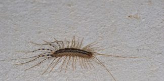 Kada vidite ovu stonogu na zidu NI SLUČAJNO je ne ubijajte: Evo i zašto! Kada vidite ovu stonogu na zidu NI SLUČAJNO je ne ubijajte: Evo i zašto! - featured image