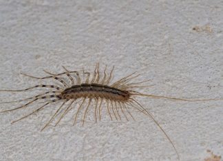 Kada vidite ovu stonogu na zidu NI SLUČAJNO je ne ubijajte: Evo i zašto! Kada vidite ovu stonogu na zidu NI SLUČAJNO je ne ubijajte: Evo i zašto! - featured image