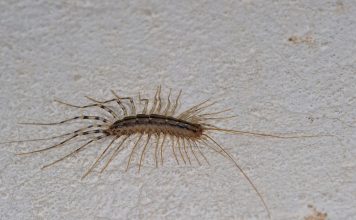 Kada vidite ovu stonogu na zidu NI SLUČAJNO je ne ubijajte: Evo i zašto! Kada vidite ovu stonogu na zidu NI SLUČAJNO je ne ubijajte: Evo i zašto! - featured image