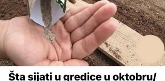 Šta sijati u gredice u oktobru/novembru? EVO liste povrća koje može izdržati čak i jake mrazeve i donijeti bogat rod! Recipes-Advices - featured image