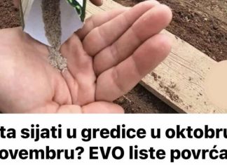 Šta sijati u gredice u oktobru/novembru? EVO liste povrća koje može izdržati čak i jake mrazeve i donijeti bogat rod! Recipes-Advices - featured image