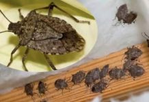 SMRDIBUBE su se ove godine namnožili i svuda su: Savršen TRIK da ih se riješite u stanu, na balkonu i terasi! SMRDIBUBE su se ove godine namnožili i svuda su: Savršen TRIK da ih se riješite u stanu, na balkonu i terasi! - featured image