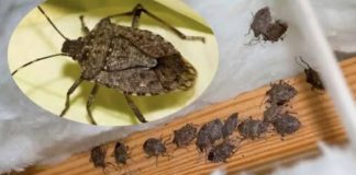 SMRDIBUBE su se ove godine namnožili i svuda su: Savršen TRIK da ih se riješite u stanu, na balkonu i terasi! SMRDIBUBE su se ove godine namnožili i svuda su: Savršen TRIK da ih se riješite u stanu, na balkonu i terasi! - featured image