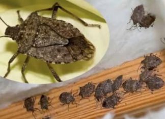 SMRDIBUBE su se ove godine namnožili i svuda su: Savršen TRIK da ih se riješite u stanu, na balkonu i terasi! SMRDIBUBE su se ove godine namnožili i svuda su: Savršen TRIK da ih se riješite u stanu, na balkonu i terasi! - featured image