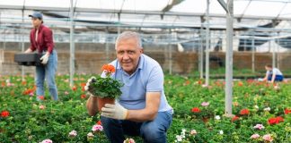 Vlajko drži rasadnik u Novom Sadu i kaže da cveće tretira 1 kuhinjskom namirnicom: Ne koristim pesticide, a buja kao nikad pre Vlajko drži rasadnik u Novom Sadu i kaže da cveće tretira 1 kuhinjskom namirnicom: Ne koristim pesticide, a buja kao nikad pre - featured image