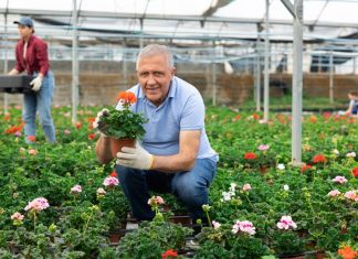 Vlajko drži rasadnik u Novom Sadu i kaže da cveće tretira 1 kuhinjskom namirnicom: Ne koristim pesticide, a buja kao nikad pre Vlajko drži rasadnik u Novom Sadu i kaže da cveće tretira 1 kuhinjskom namirnicom: Ne koristim pesticide, a buja kao nikad pre - featured image