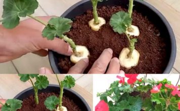 GENIJALAN METOD ZA RAZMNOŽAVANJE PELARGONIJA – IMAT ĆETE TOLIKO CVIJEĆA DA MOŽETE UKRASITI CIJELU KUĆU GENIJALAN METOD ZA RAZMNOŽAVANJE PELARGONIJA – IMAT ĆETE TOLIKO CVIJEĆA DA MOŽETE UKRASITI CIJELU KUĆU - featured image