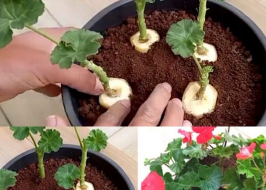 GENIJALAN METOD ZA RAZMNOŽAVANJE PELARGONIJA – IMAT ĆETE TOLIKO CVIJEĆA DA MOŽETE UKRASITI CIJELU KUĆU GENIJALAN METOD ZA RAZMNOŽAVANJE PELARGONIJA – IMAT ĆETE TOLIKO CVIJEĆA DA MOŽETE UKRASITI CIJELU KUĆU - featured image