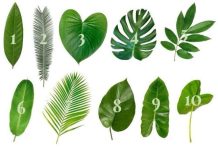 Zamislite želju i odaberite jedan list sa ove slike: EVO DA LI ĆE VAM SE ŽELJA OSTVARITI Zamislite želju i odaberite jedan list sa ove slike: EVO DA LI ĆE VAM SE ŽELJA OSTVARITI - featured image