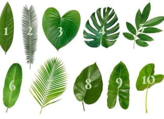 Zamislite želju i odaberite jedan list sa ove slike: EVO DA LI ĆE VAM SE ŽELJA OSTVARITI Zamislite želju i odaberite jedan list sa ove slike: EVO DA LI ĆE VAM SE ŽELJA OSTVARITI - featured image