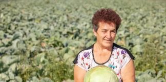 Ovako Slobodanka iz Futoga kiseli kupus: “Ljudi najčešće greše sa količinom soli,” Ovako Slobodanka iz Futoga kiseli kupus: "Ljudi najčešće greše sa količinom soli," - featured image