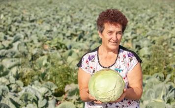 Ovako Slobodanka iz Futoga kiseli kupus: “Ljudi najčešće greše sa količinom soli,” Ovako Slobodanka iz Futoga kiseli kupus: "Ljudi najčešće greše sa količinom soli," - featured image