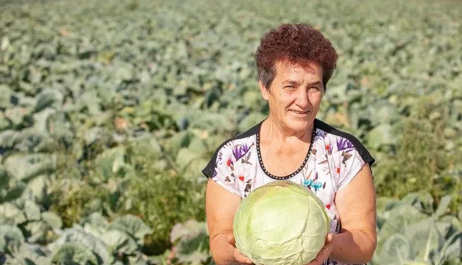 Ovako Slobodanka iz Futoga kiseli kupus: “Ljudi najčešće greše sa količinom soli,” Ovako Slobodanka iz Futoga kiseli kupus: "Ljudi najčešće greše sa količinom soli," - featured image