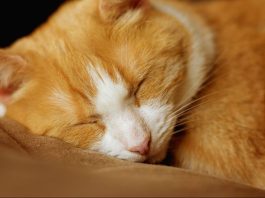 Šta vam vaša mačka zaista želi poručiti kad vam legne na prsa? Šta vam vaša mačka zaista želi poručiti kad vam legne na prsa? - featured image